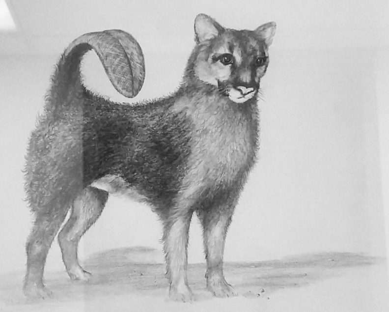 A detailed black-and-white pencil drawing of an animal with the tail of a beaver, body of a husky, and head of a cougar.