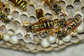 Yellow jackets