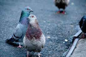 pigeons
