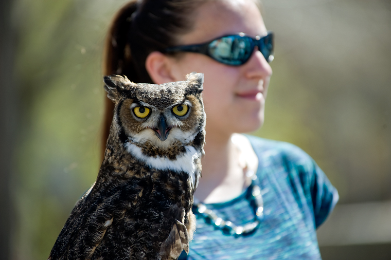 image of an owl perched on a ladies glove.
