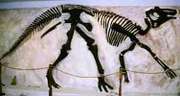 Image of a skeleton of an ancient creature.