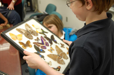 Image of young boy holding a frame showing multiple butterfly mountings.