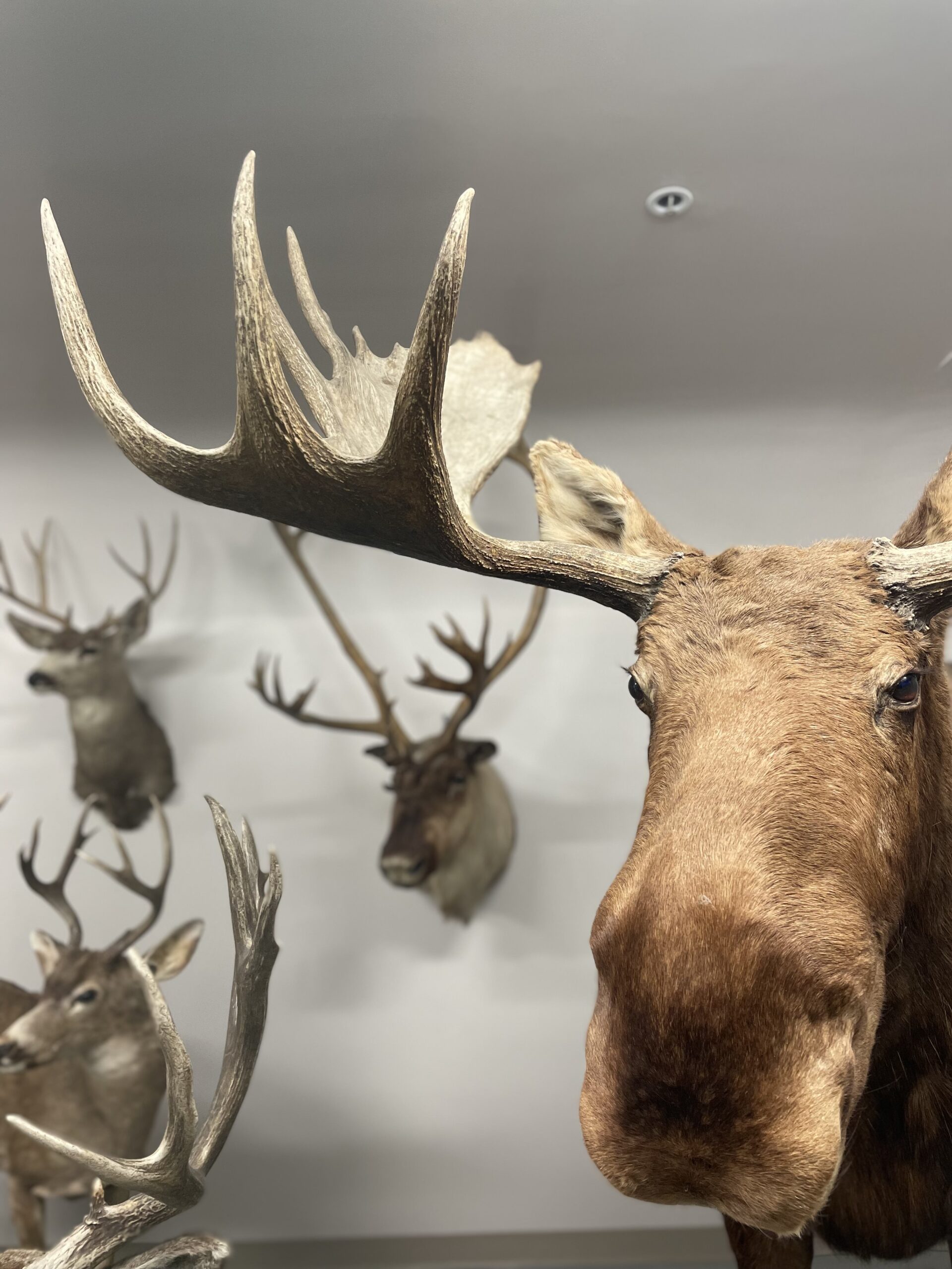 Image of taxidermy on the walls of the Connor Museum