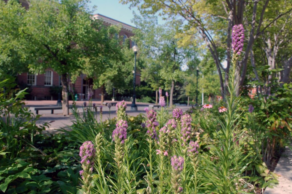 A crop of lavender plants in full bloom on the Pullman WSU campus.