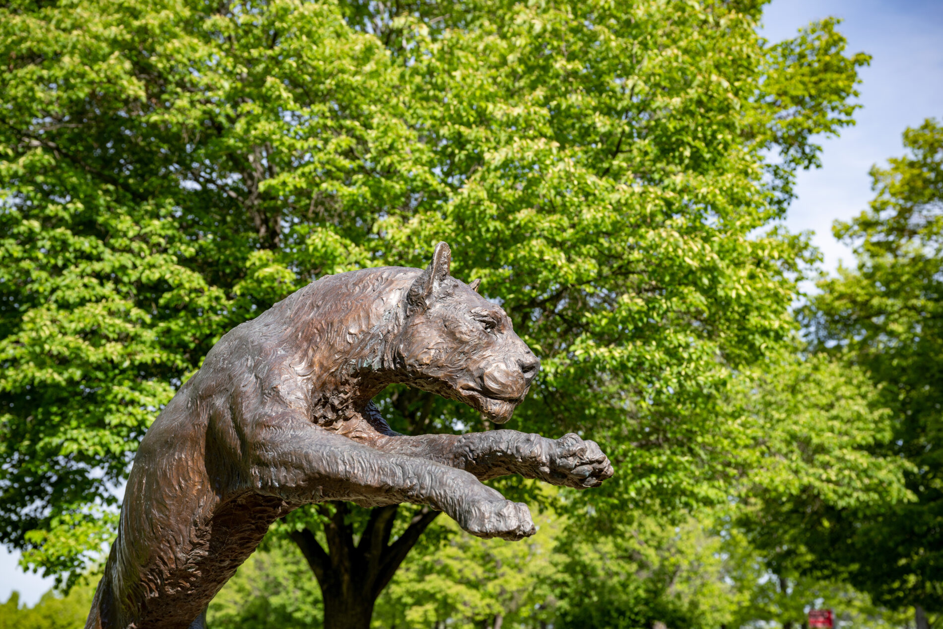 The cougar statue at the WSU Tri-Cities campus against a backdrop of bright green trees.