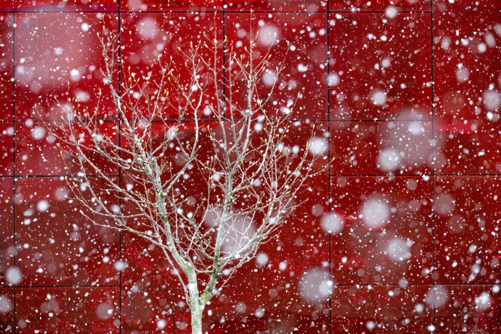 Snow falling in front of a bare tree on the WSU Pullman campus.