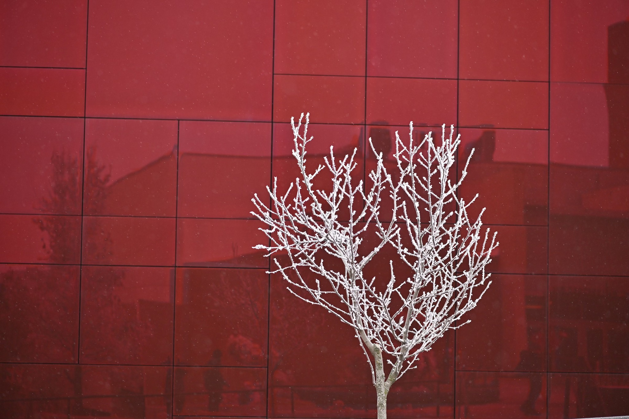 Snowy tree in front of a reflective crimson building