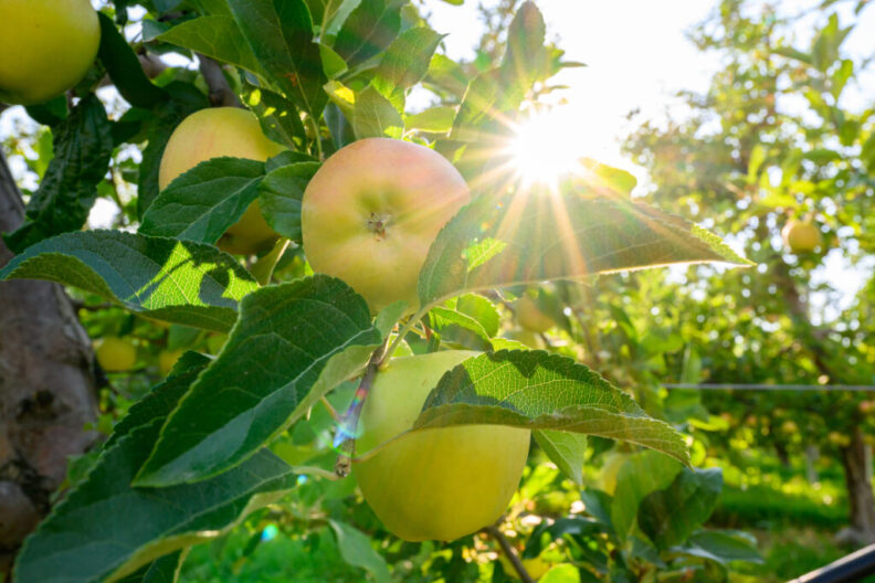 Apples growing on tree limbs.