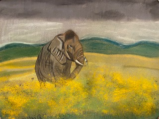 Elephant in a field