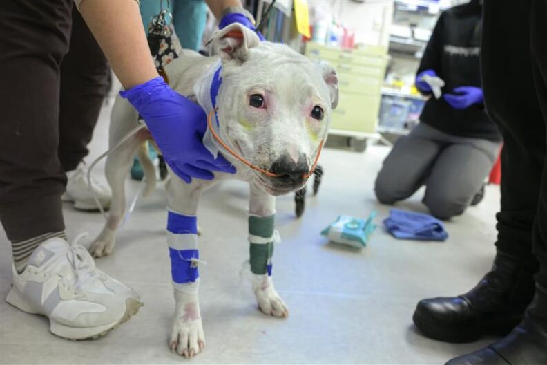 Yuna, a dog who was rescued from a house fire in Moscow, is shown in the Emergency and Critical Care Unit at the Veterinary Teaching Hospital. Part of the gift from Heidi Charleson and her late husband will go towards renovating the unit (College of Veterinary Medicine/Ted S. Warren).