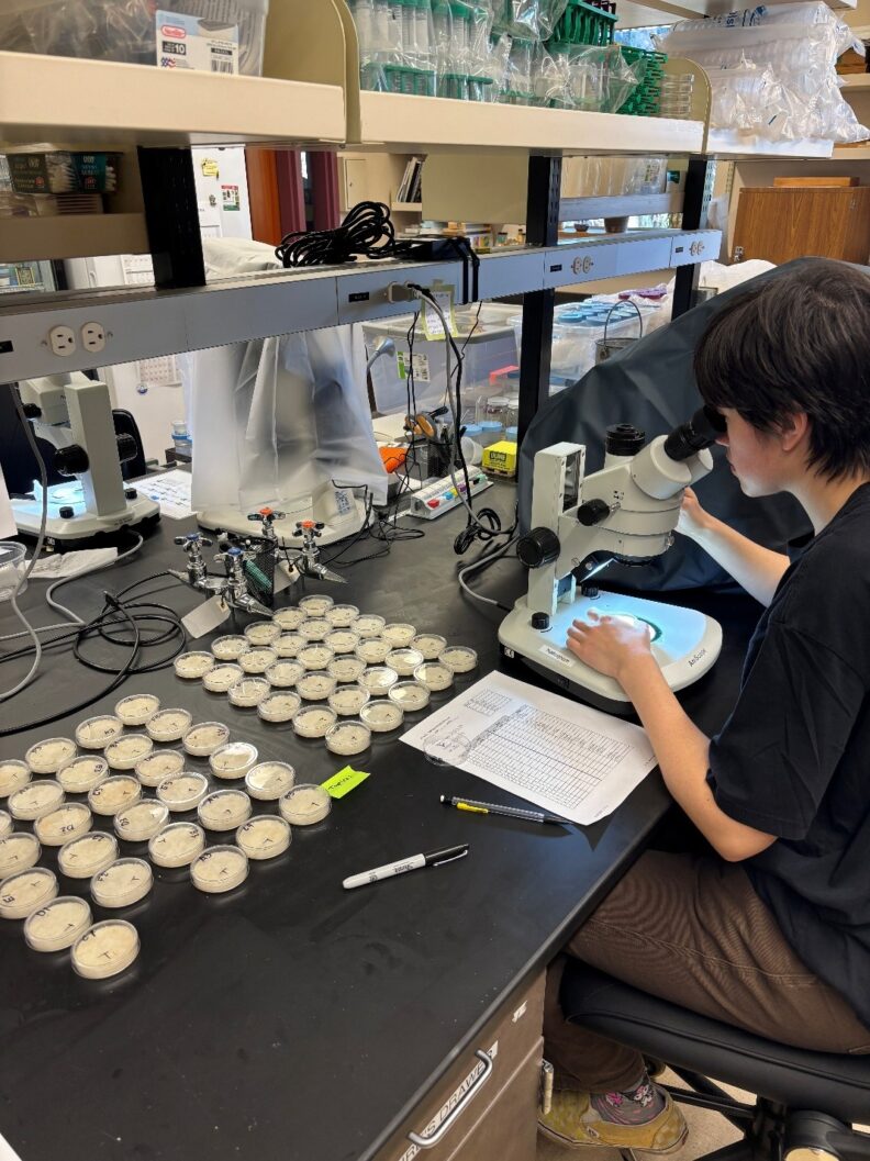 Gusta Beard works at a microscope. 