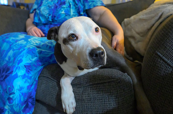 A smiling pitbull next to someone on a coach