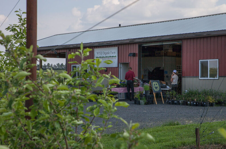 The organic farm is a place where locals and visitors alike can buy vegetables, pick cherries, or search for the perfect pumpkin.