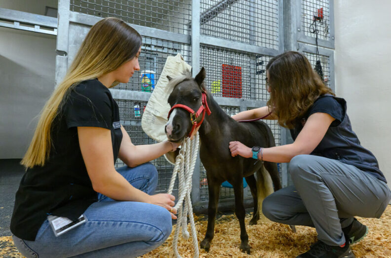 Dudley, a miniature horse owned by Bill and Micki Rozier, of Spokane, is shown on Friday, Aug. 7, 2026 at the Veterinary Teaching Hospital in Pullman (College of Veterinary Medicine/Ted S. Warren).