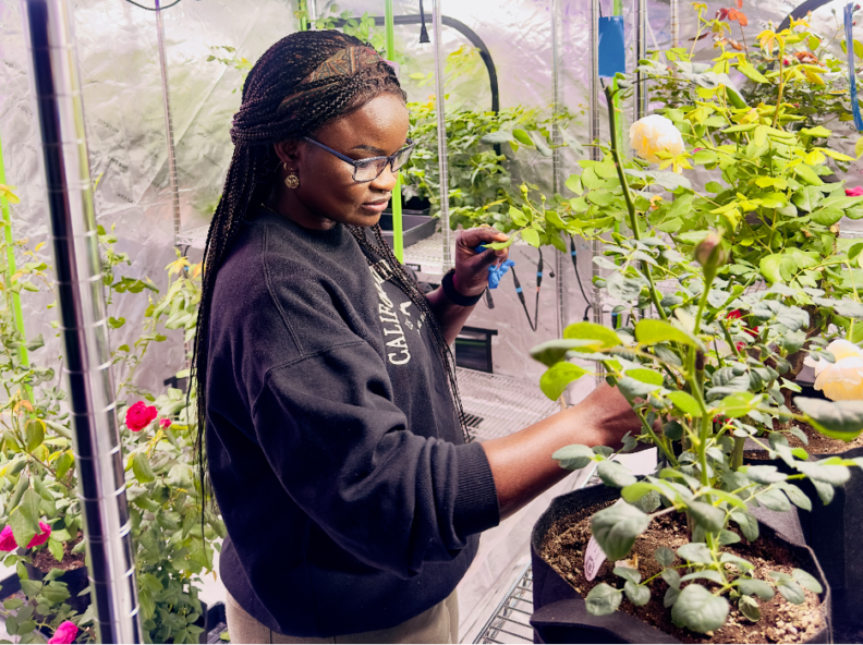 Albina Makio, graduate student in the Multidisciplinary Program in Infectious Diseases (MPID), working in one of Qualterra’s greenhouses during her internship.