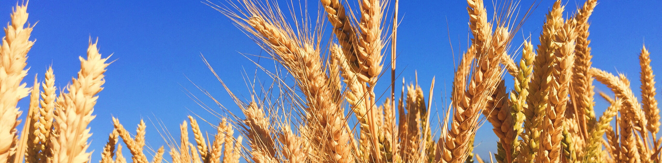 wheat crops