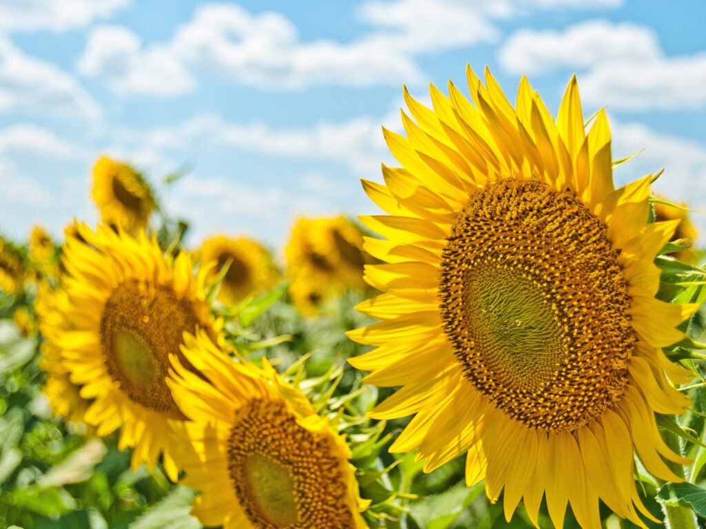 Sunflowers.