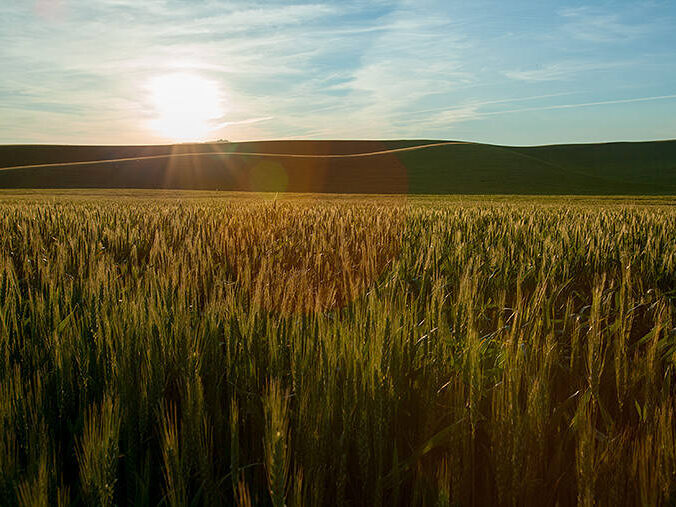 wheat fields in the sun