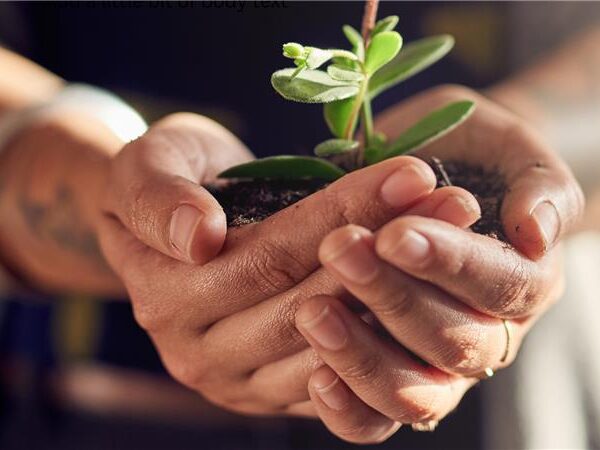 Hands gently holding a small green plant