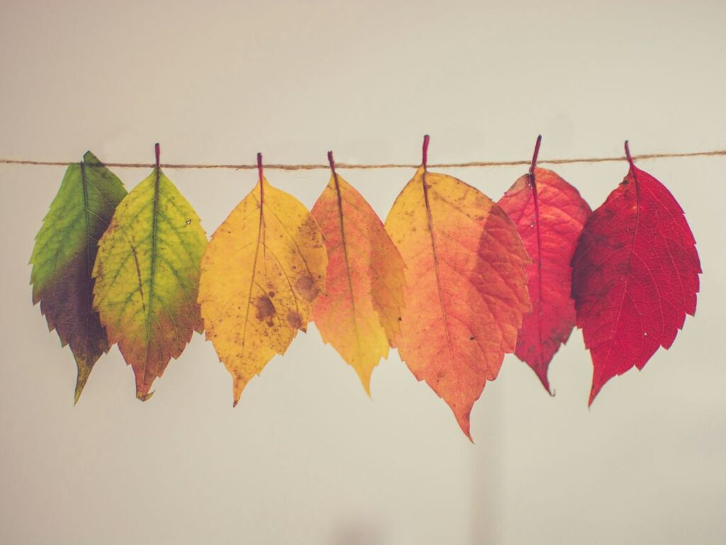 7 leaves in a line changing color from green to red