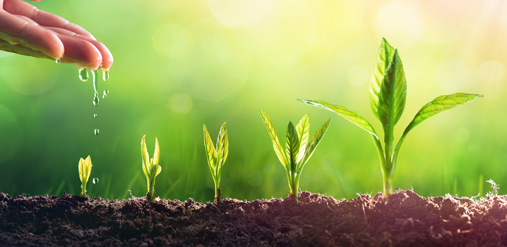 Illustration of a plant in the various stages of growth being hand watered, representing fueling growth.
