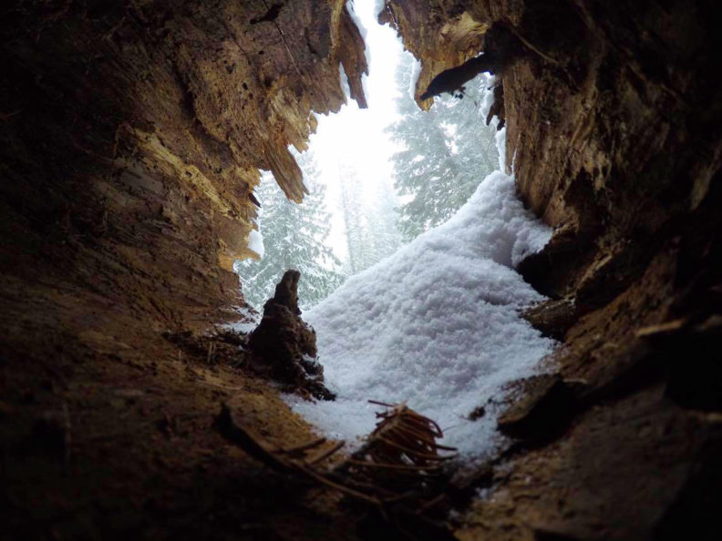 Squirrel Eye View