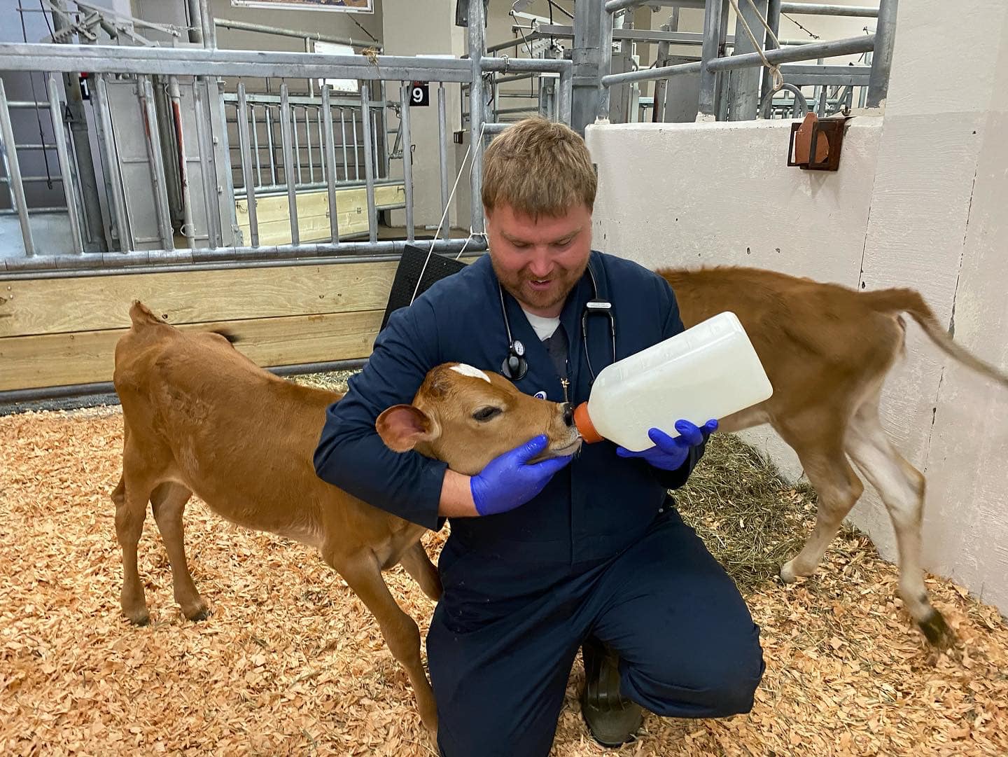 A student is feeding a calf with a bottle.