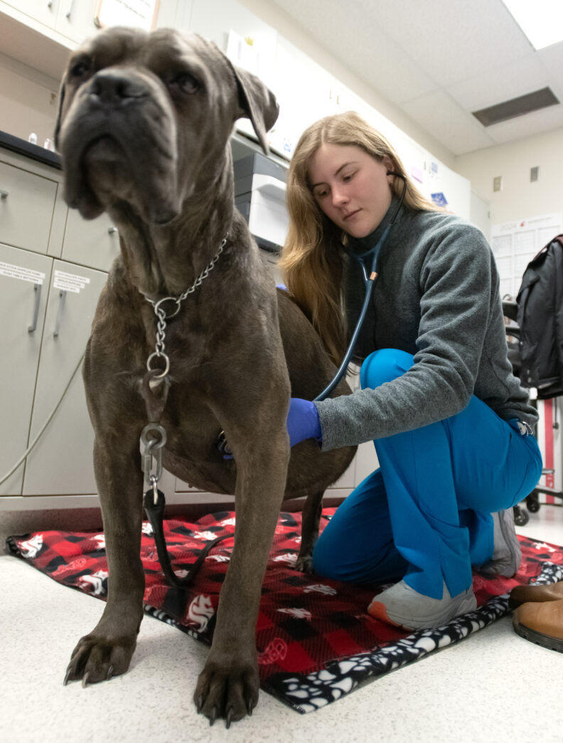 Fourth-year veterinary student Allison Groff listens to the heart of Gracie, a cane corso mastiff dog, in the cardiology department of the Veterinary Teaching Hospital.