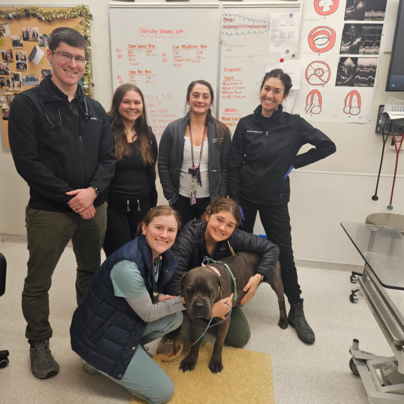 Students and staff of the the cardiology department in Washington State University's College of Veterinary Medicine pose for a photo with Gracie, a cane corso mastiff dog.