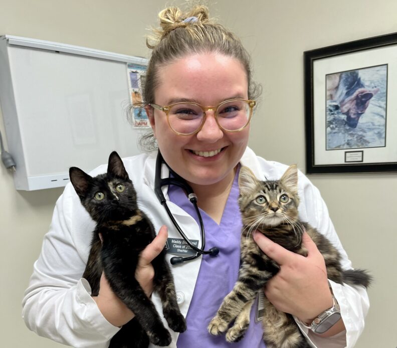 Abby with a black and white cow inside a stable.