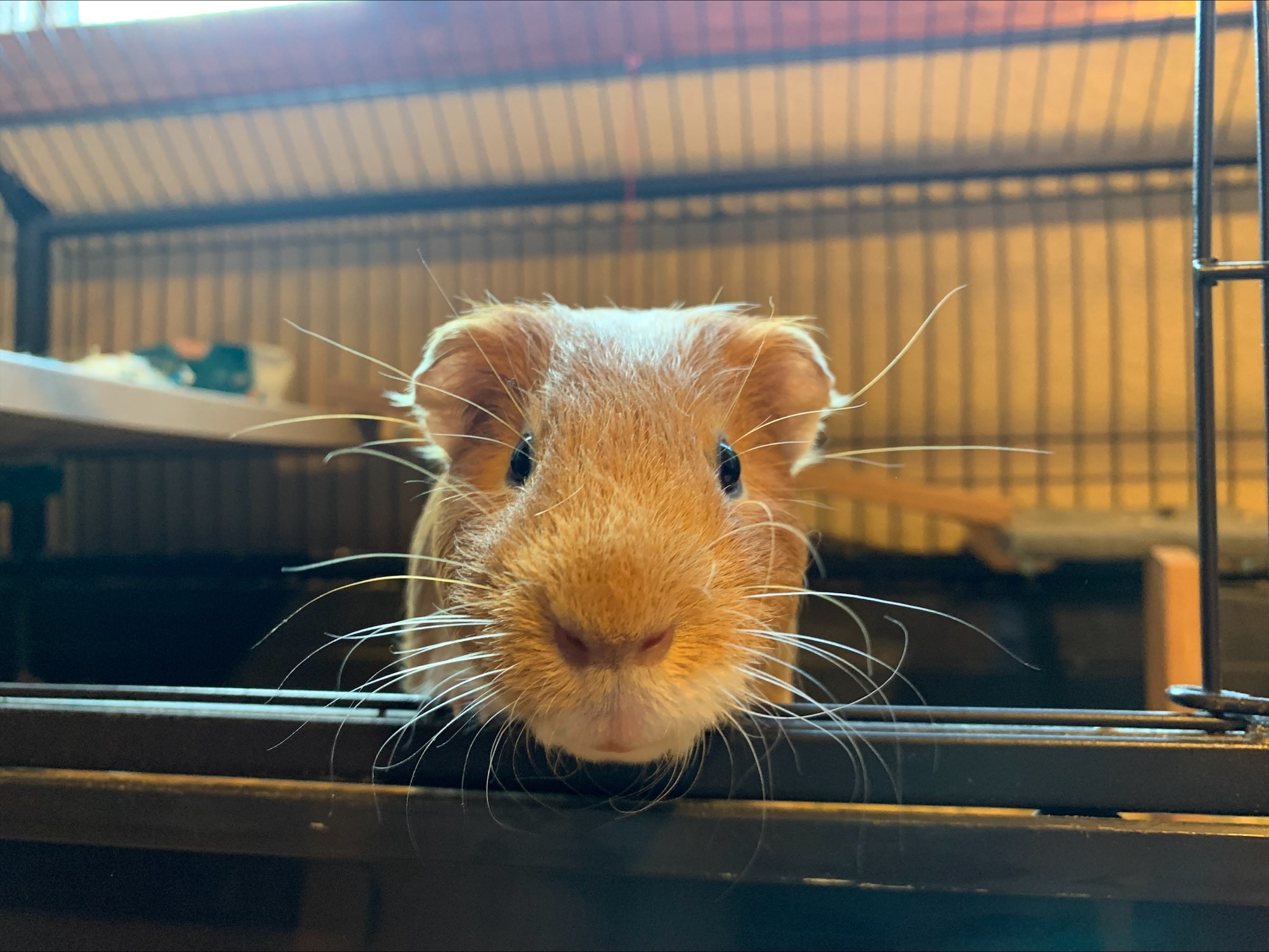 Guinea Pig looks out of cage