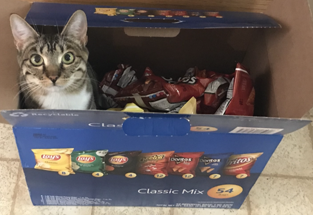 Lauren’s cat Poppy is always on the hunt for a good cardboard box to sit in. As I always say, “if I fits...I sits”!