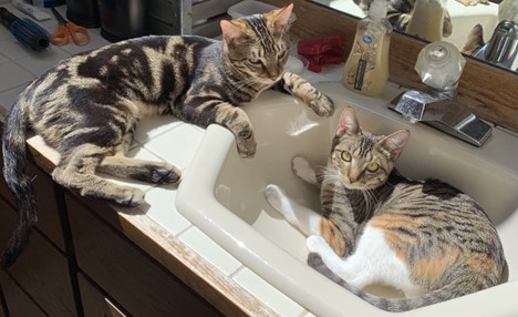 Lauren’s cats Enzo (left) and Poppy (right) enjoying a lovely sunbeam. They both go wherever the sun goes. 