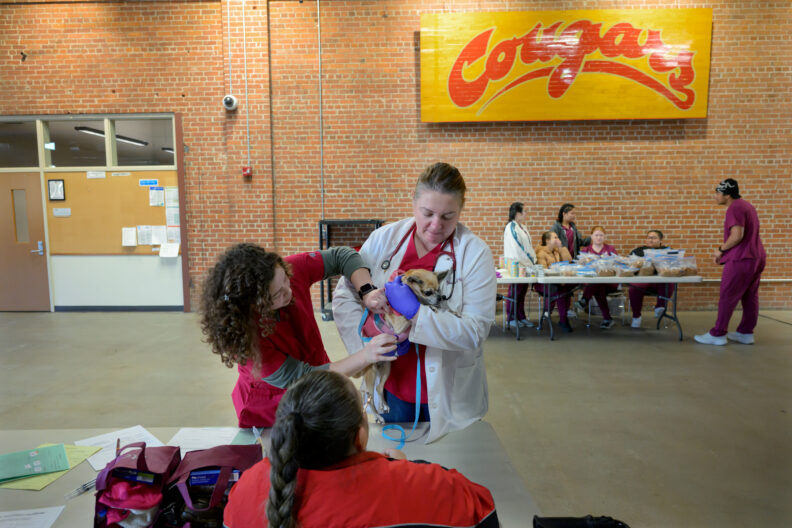 Dr. Jessica Bell, center, a veterinarian from the Veterinary Teaching Hospital in Washington State University's College of Veterinary Medicine, holds Sharon, a pug-chihuahua mix dog, as Toniley Bates, left, a fourth-year veterinary student, administers a vaccination while Sharon’s owner, Serena Simmons, looks on during the Healthy People + Healthy Pets clinic, Thursday, Nov. 7, 2024, on the Washington State University campus in Spokane. The clinic, which is a partnership between WSU’s College of Veterinary Medicine and the WSU College of Nursing, offers free human and animal health care services to low-income or people experiencing homelessness. 