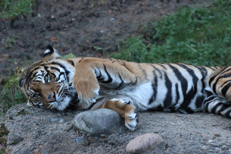 Female Sumatran Tiger "Indah" at the Point Defiance Zoo and Aquarium
