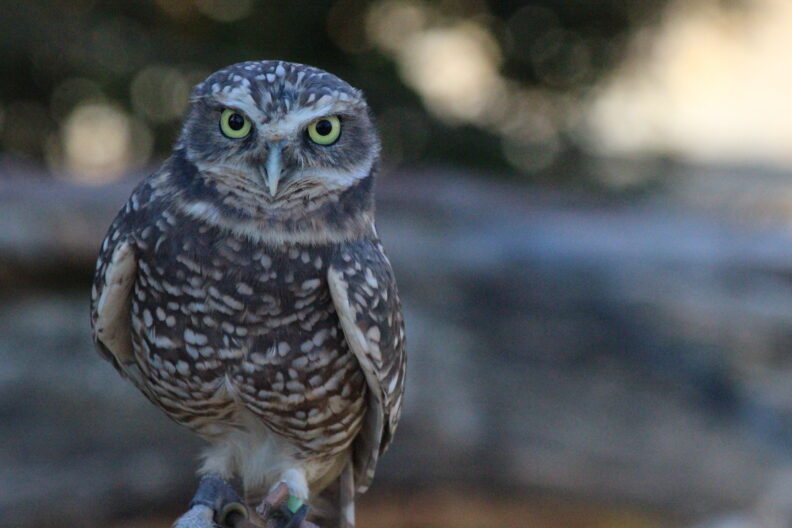 Burrowing owl ambassador at the Point Defiance Zoo and Aquarium