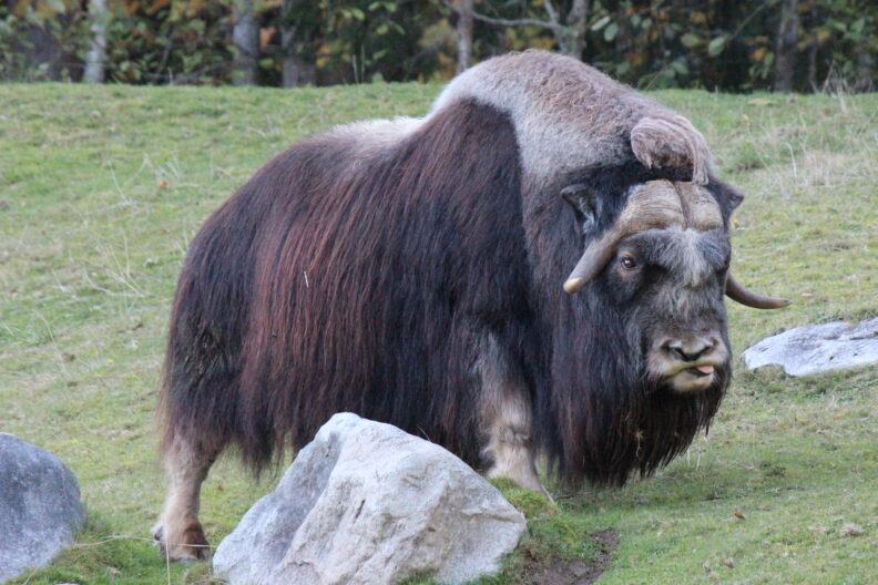 Muskox at the Point Defiance Zoo and Aquarium