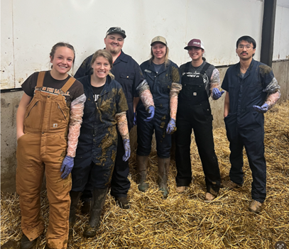 WSU students palpate the University dairy cows, getting hands on experience
