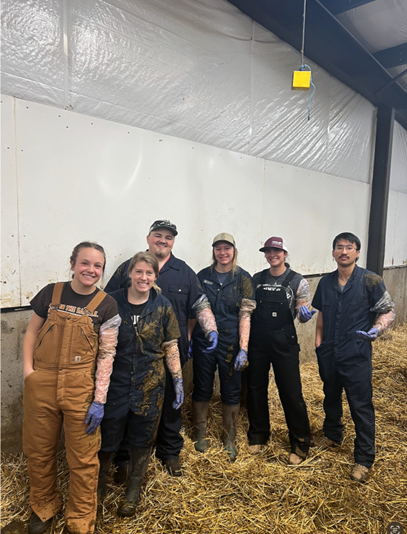WSU students palpate the University dairy cows, getting hands on experience