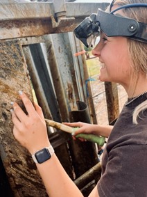 A DVM student prepares to palpate an animal.