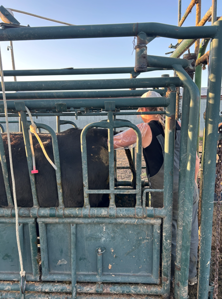 A DVM student palpates a cow in a squeeze chute.