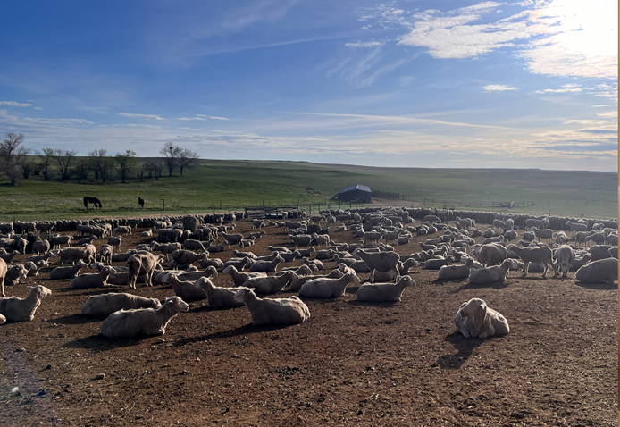 A herd of sheep lay in a dry-lot pasture.