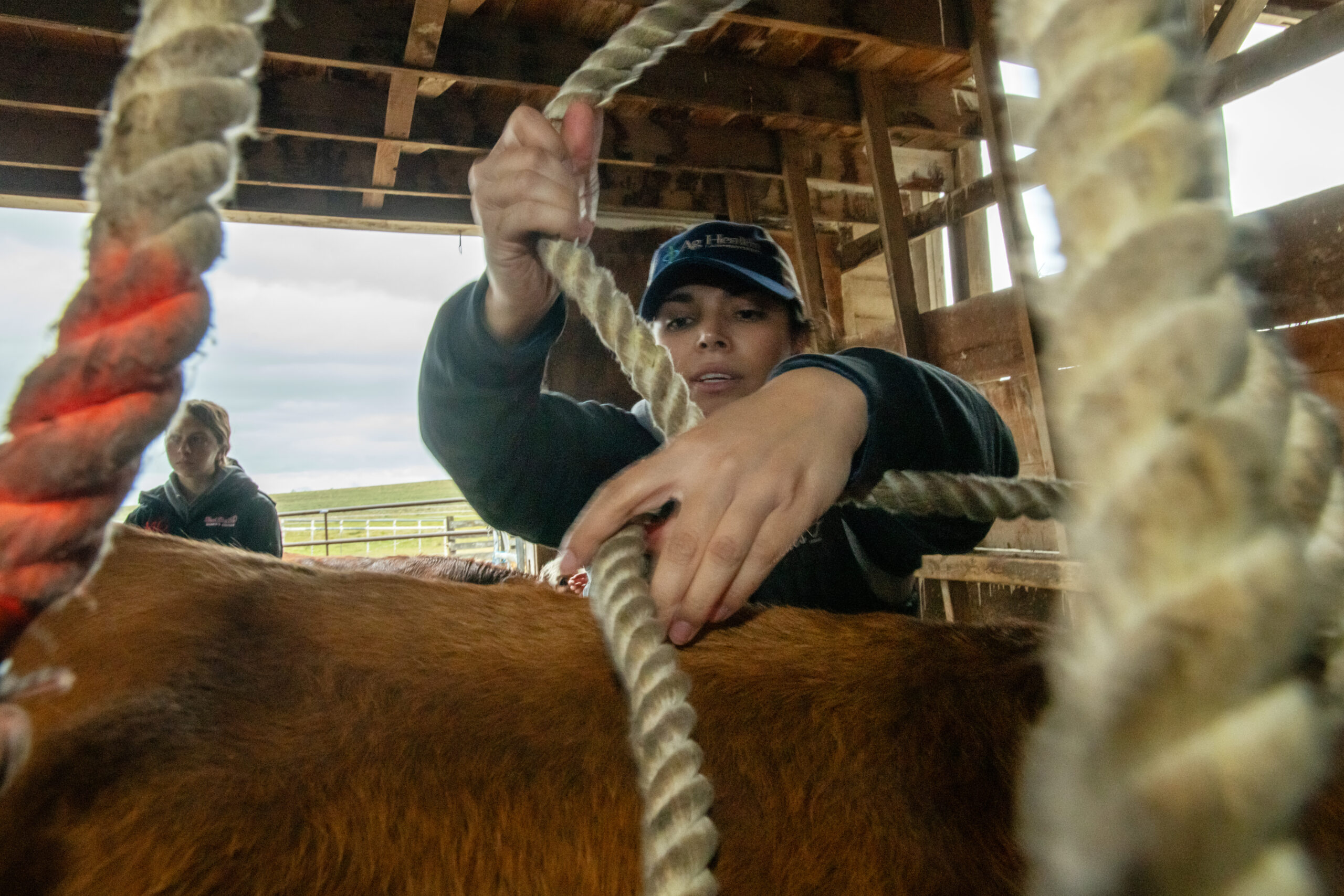 DVM student practice safe restraint technique on a cow