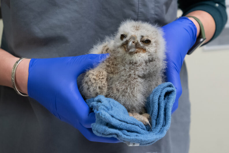 Gloved hands hold a baby owl.