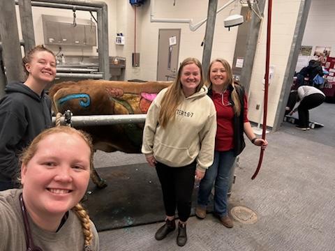 DVM students practice learning anatomy of a cow by painting organs onto a cow. 