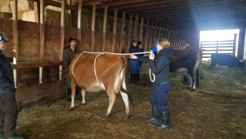 DVM students practice safe handling and restraint techniques. 