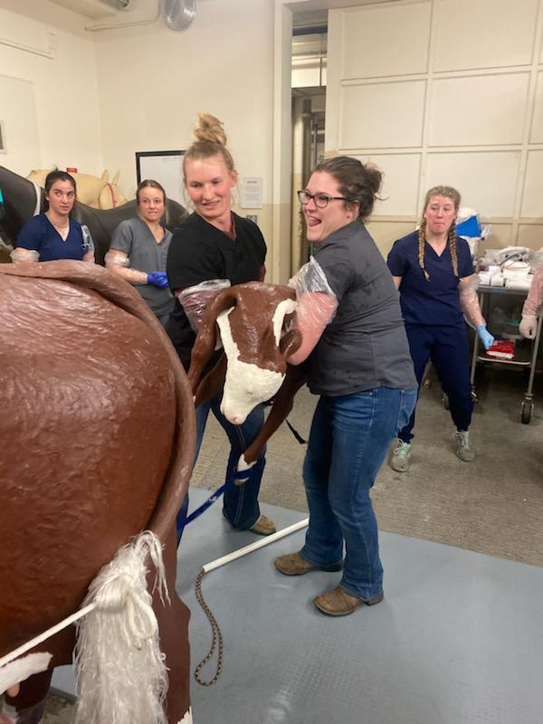 DVM students utilize life-size bovine models to practice pulling a calf during a dystocia lab. 