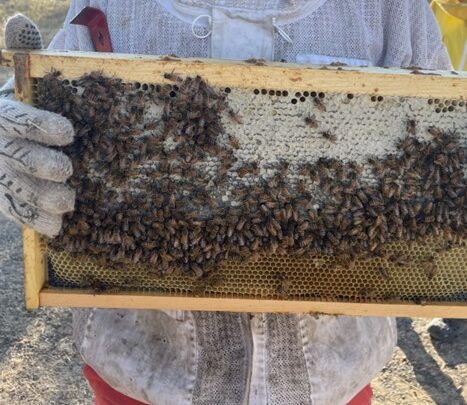 DVM student Alex Flores holds a hive frame filled with bees.