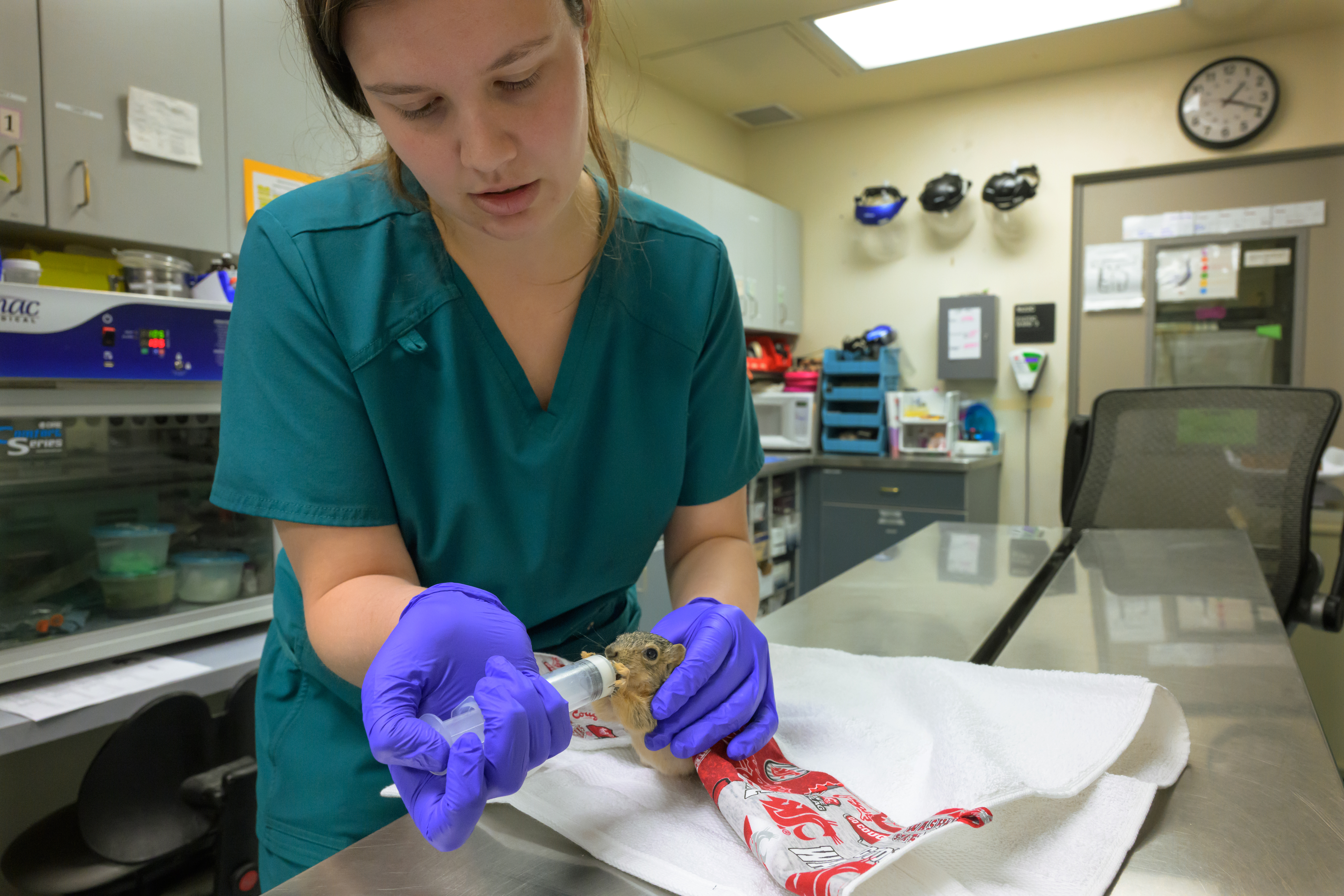 A person feeds an orphaned baby squirrel