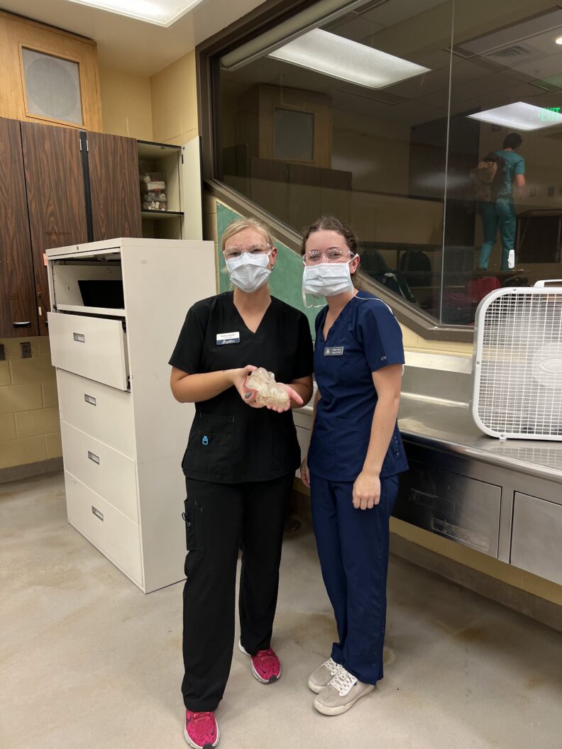 DVM students holds a dental model